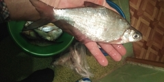 Blicca bjoerkna