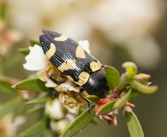 Castiarina inconspicua