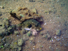 Arothron immaculatus