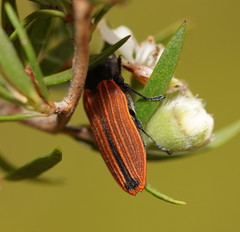Castiarina erythroptera