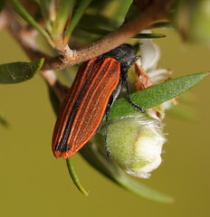 Castiarina erythroptera