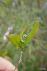 Terminalia australis