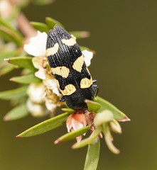 Castiarina inconspicua