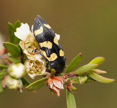 Castiarina inconspicua