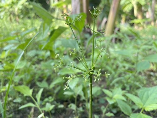 Cyperus tenuispica iNat (1)
