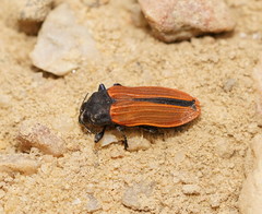 Castiarina erythroptera
