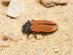 Castiarina erythroptera