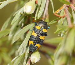 Castiarina imitator