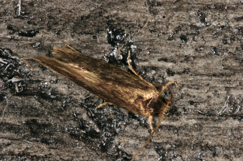 Detritus Moth