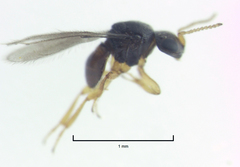 Baeus