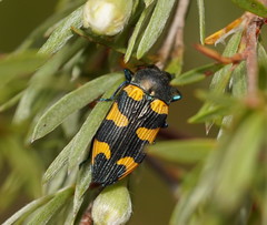 Castiarina imitator