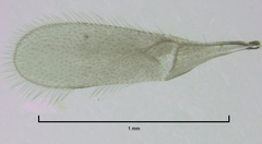 Baeus