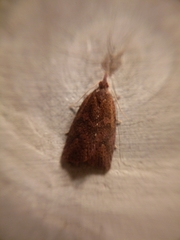 Planotortrix