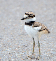 Killdeer photo 6