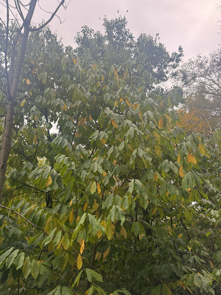 common pawpaw from W Circuit Rd, Pittsburgh, PA, US on October 13, 2025 ...