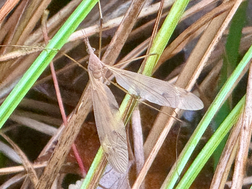 Unknown species found near Weston, MA, US