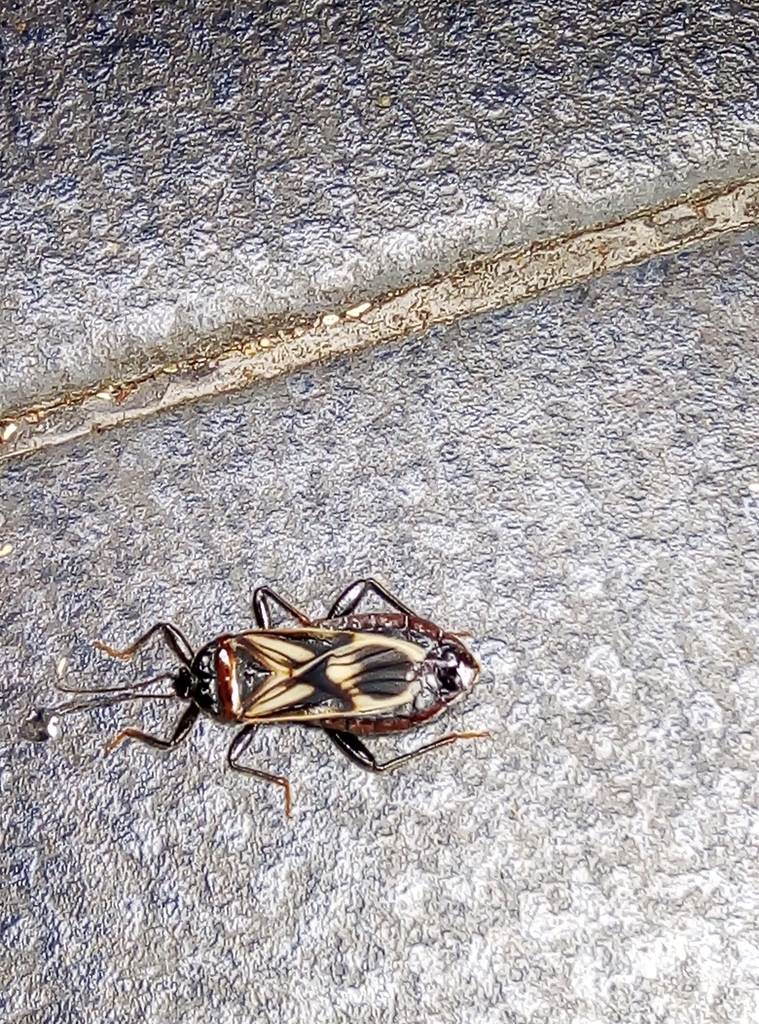 Bochrus