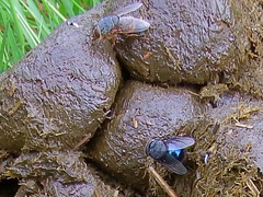 Calliphora quadrimaculata