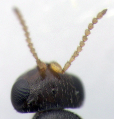 Baeus