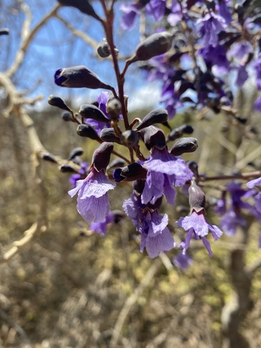 Bowdichia virgilioides