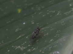 Eucharitidae