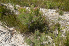 Paranomus abrotanifolius