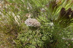 Paranomus abrotanifolius