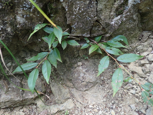 Leucothoe keiskei iNat (3)