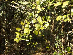 Dendrotrophe varians