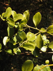 Dendrotrophe varians