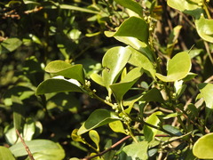 Dendrotrophe varians