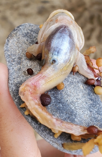 Fewray midshipman (Porichthys pauciradiatus) — Batrachoididae
