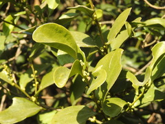 Dendrotrophe varians