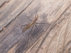 Telostylinus lineolatus