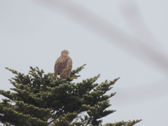Haliaeetus albicilla