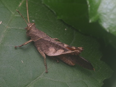 Coptacrinae