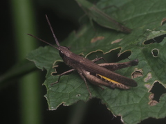 Phlaeoba fumosa
