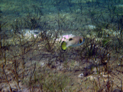 Arothron immaculatus