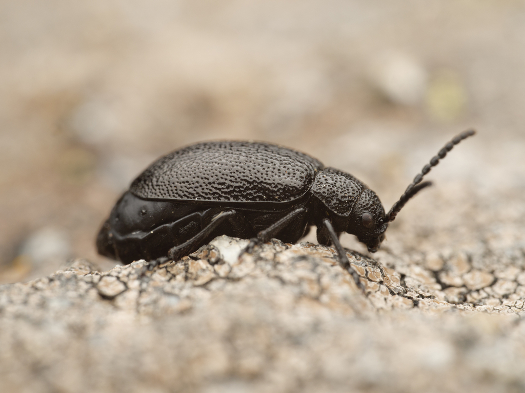 Galeruca angusta