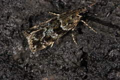 Scoparia aequipennalis