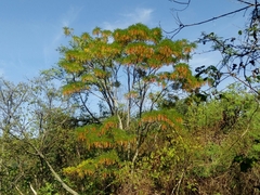 Alvaradoa amorphoides