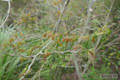 Lonchocarpus nitidus