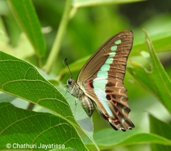 Graphium teredon