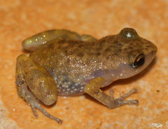 Eleutherodactylus pallidus