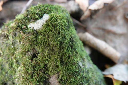 Serpoleskea confervoides observed 2025-10-13