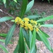 Tristaniopsis laurina - Photo (c) kristiek, μερικά δικαιώματα διατηρούνται (CC BY-NC), uploaded by kristiek