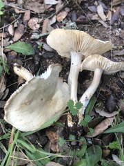 Tricholoma album