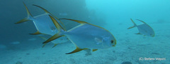 Trachinotus blochii