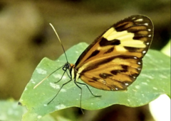 Hypothyris cantobrica