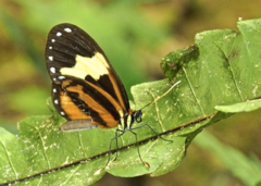 Hypothyris leprieuri
